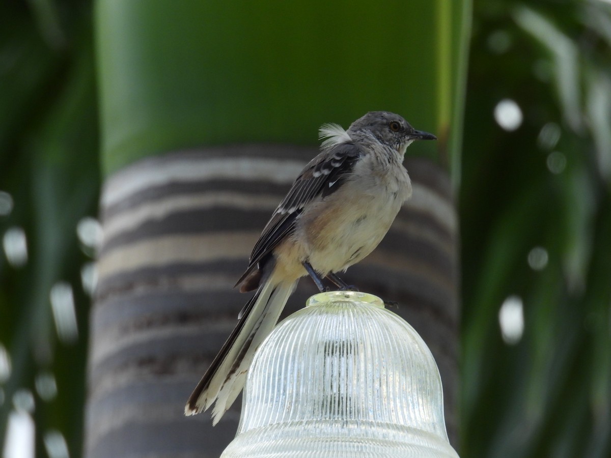 Northern Mockingbird - ML622096559