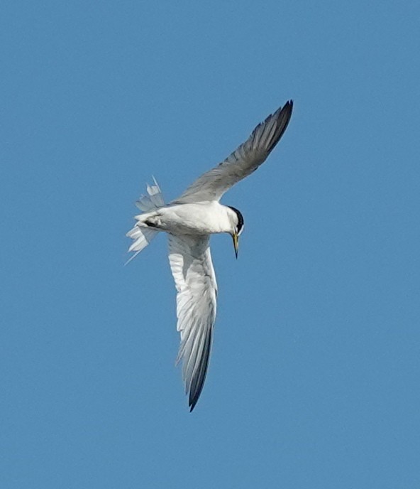 Least Tern - ML622096570