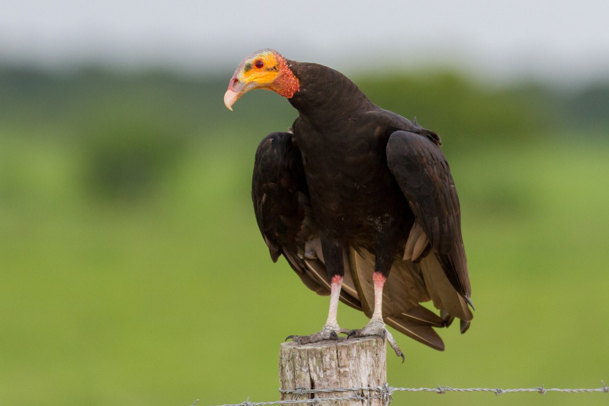 Lesser Yellow-headed Vulture - Oswaldo Hernández Sánchez