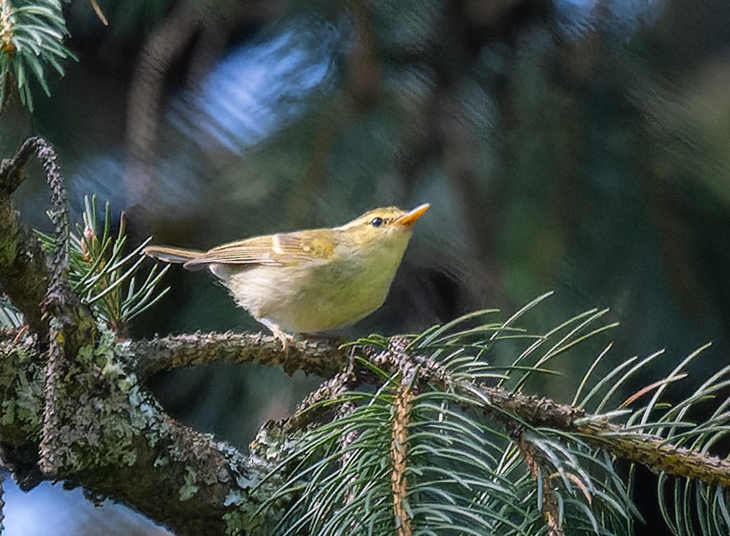 Blyth's Leaf Warbler - ML622096600