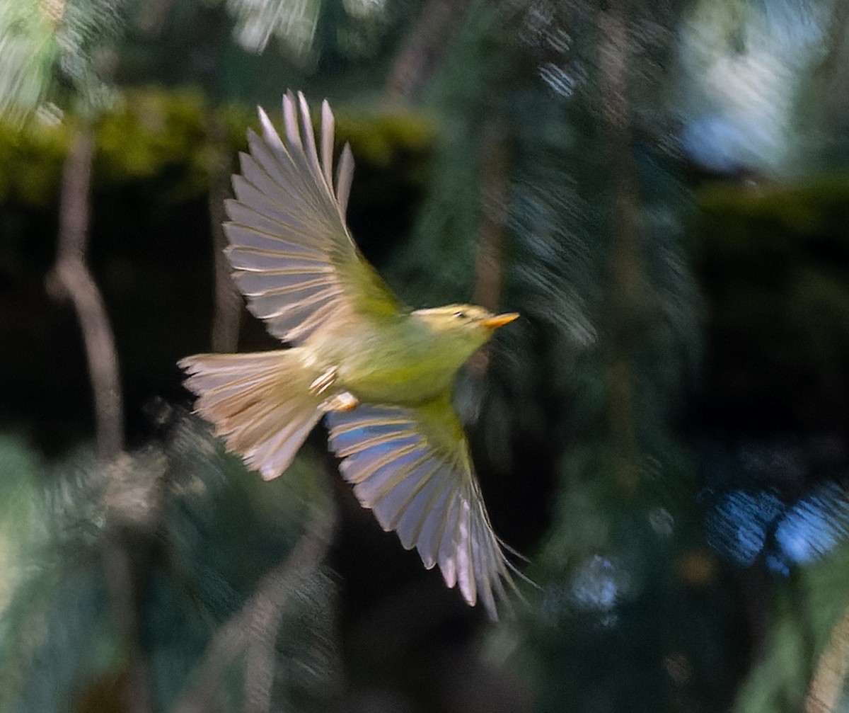 Blyth's Leaf Warbler - ML622096601