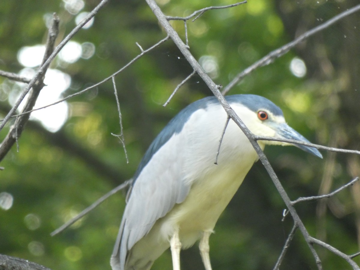 Black-crowned Night Heron - ML622096630