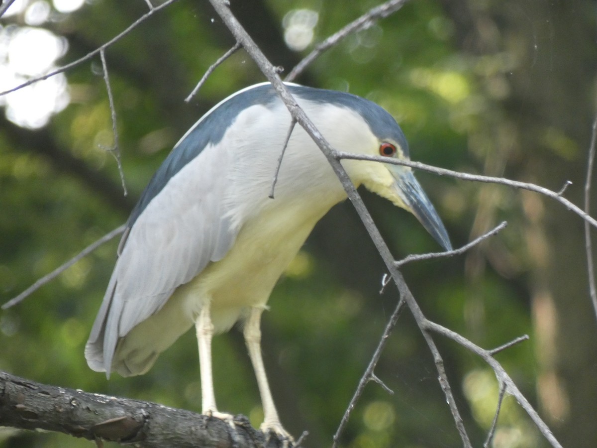 Black-crowned Night Heron - ML622096631