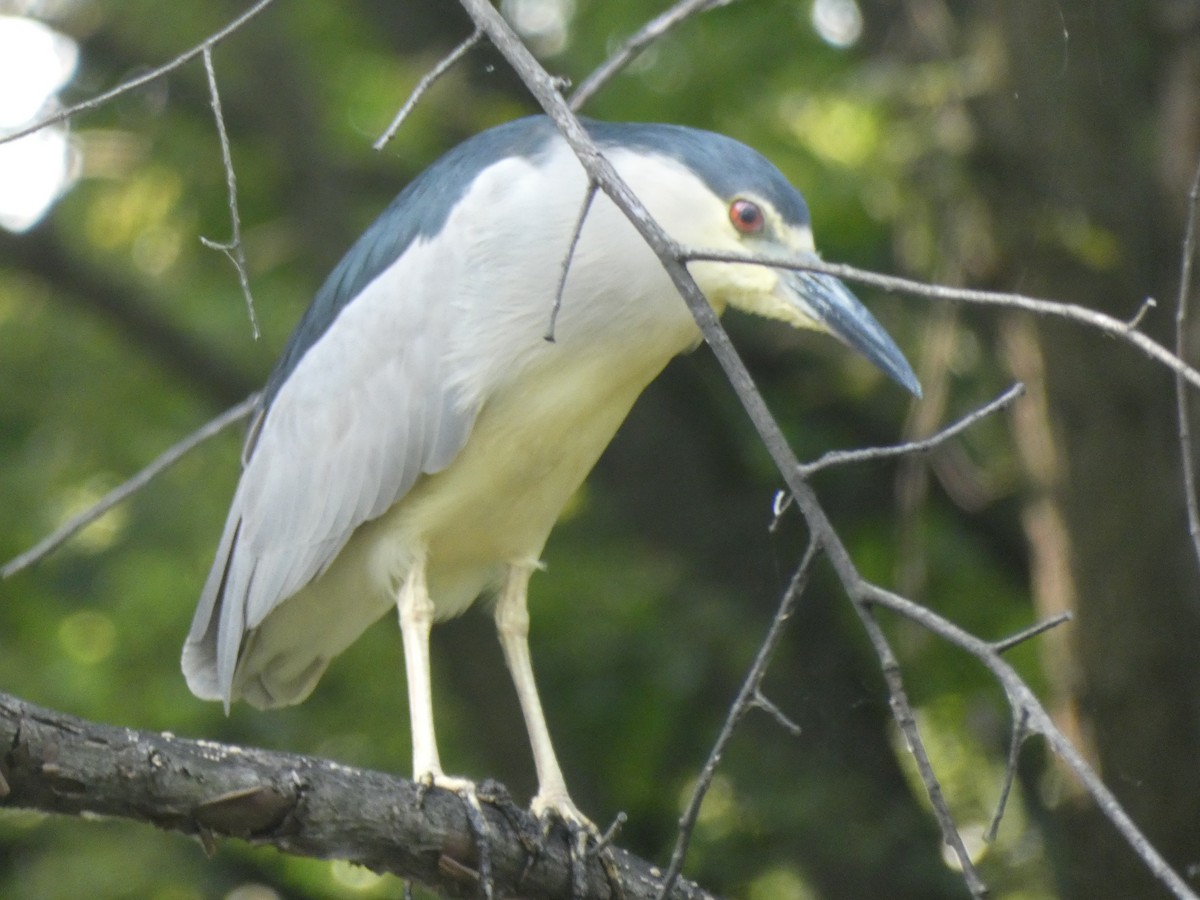 Black-crowned Night Heron - ML622096632