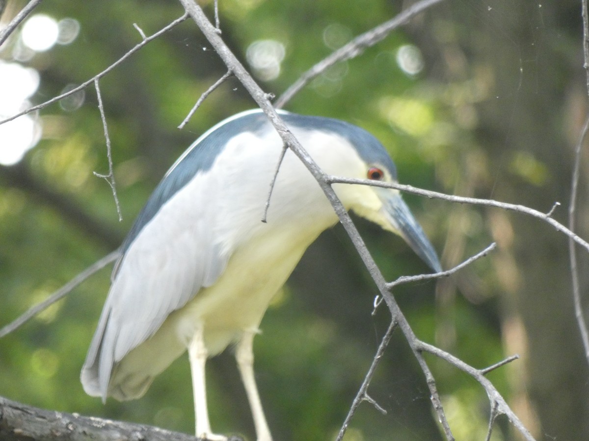 Black-crowned Night Heron - ML622096633