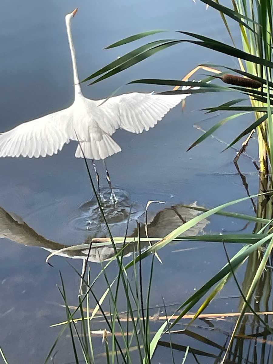 Great Egret - ML622096637