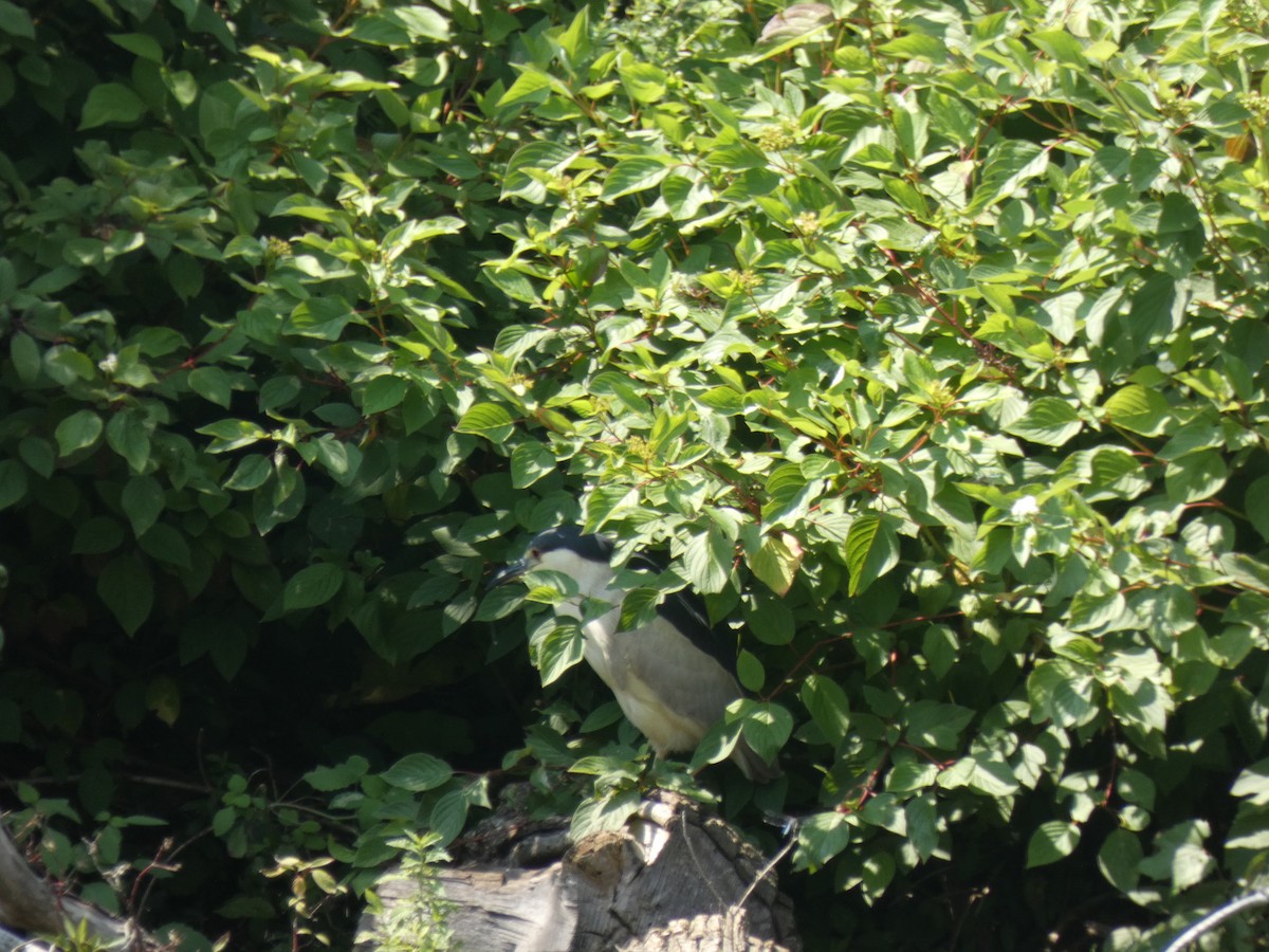 Black-crowned Night Heron - ML622096639