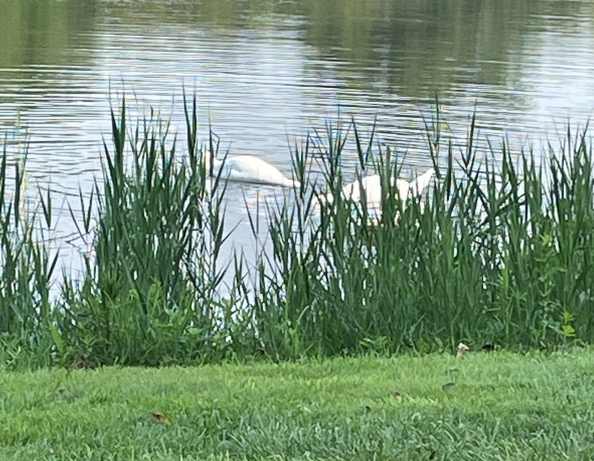 Mute Swan - ML622096662