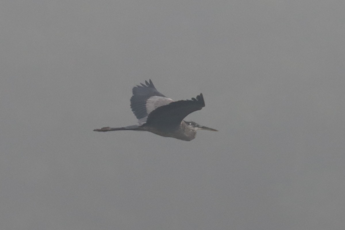 Great Blue Heron - Debra Rittelmann