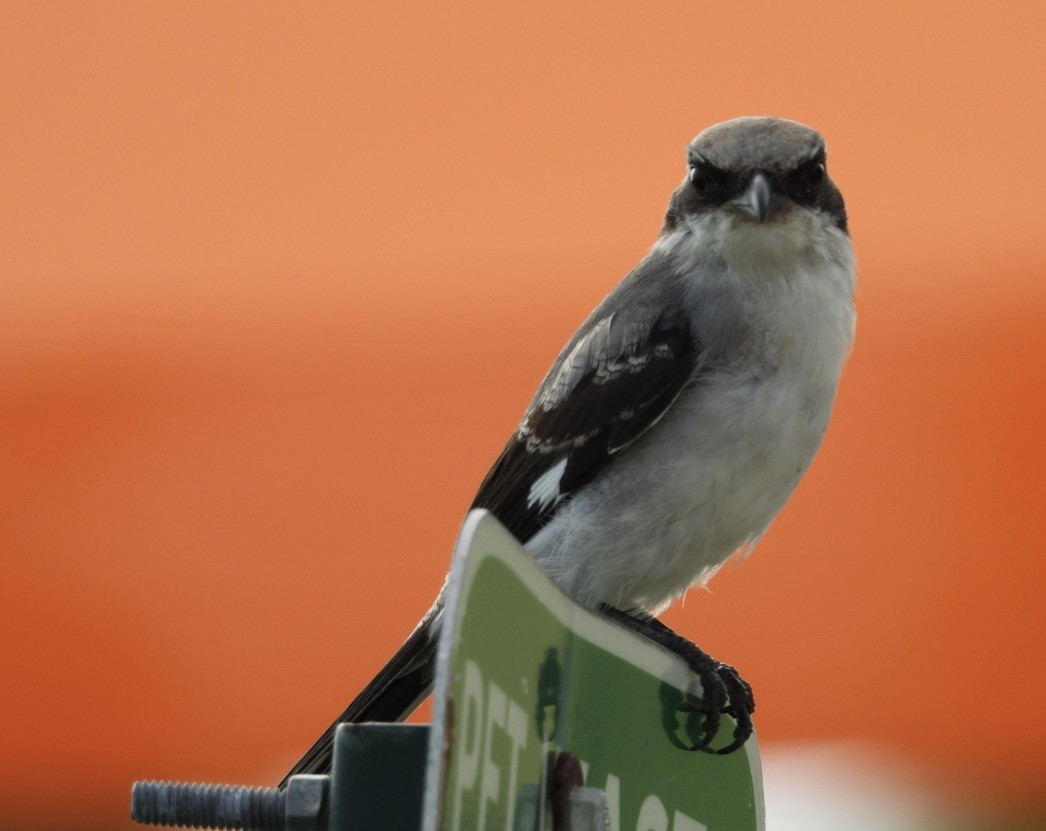 Loggerhead Shrike - Denise Rychlik