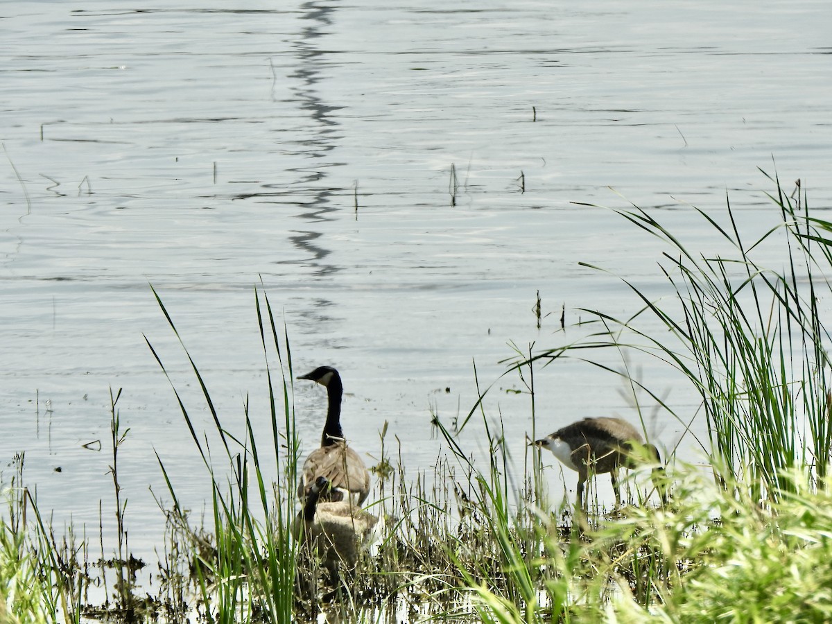 Canada Goose - Rejean Brouillard