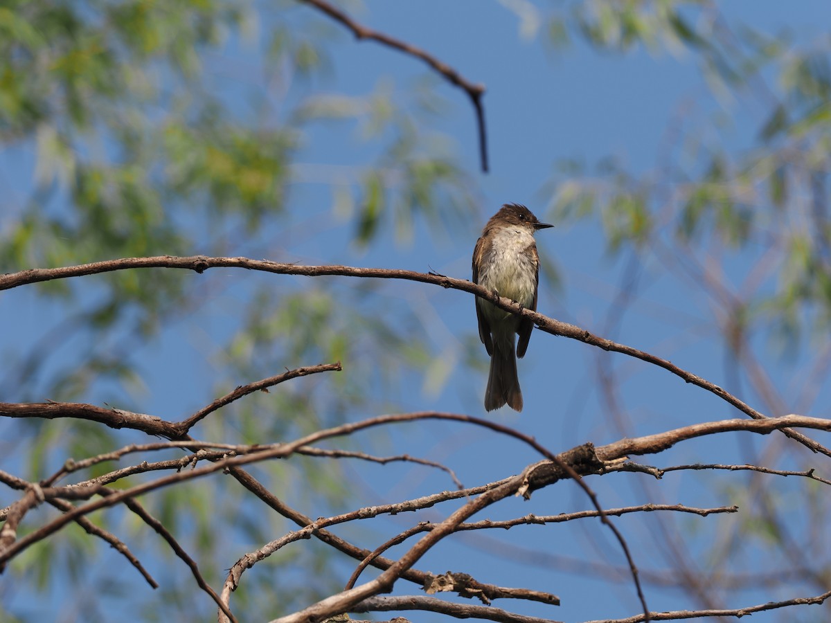 Eastern Phoebe - Eric Lind