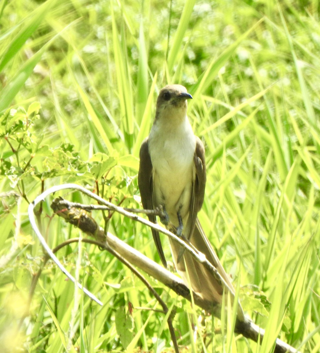 Black-billed Cuckoo - ML622096807