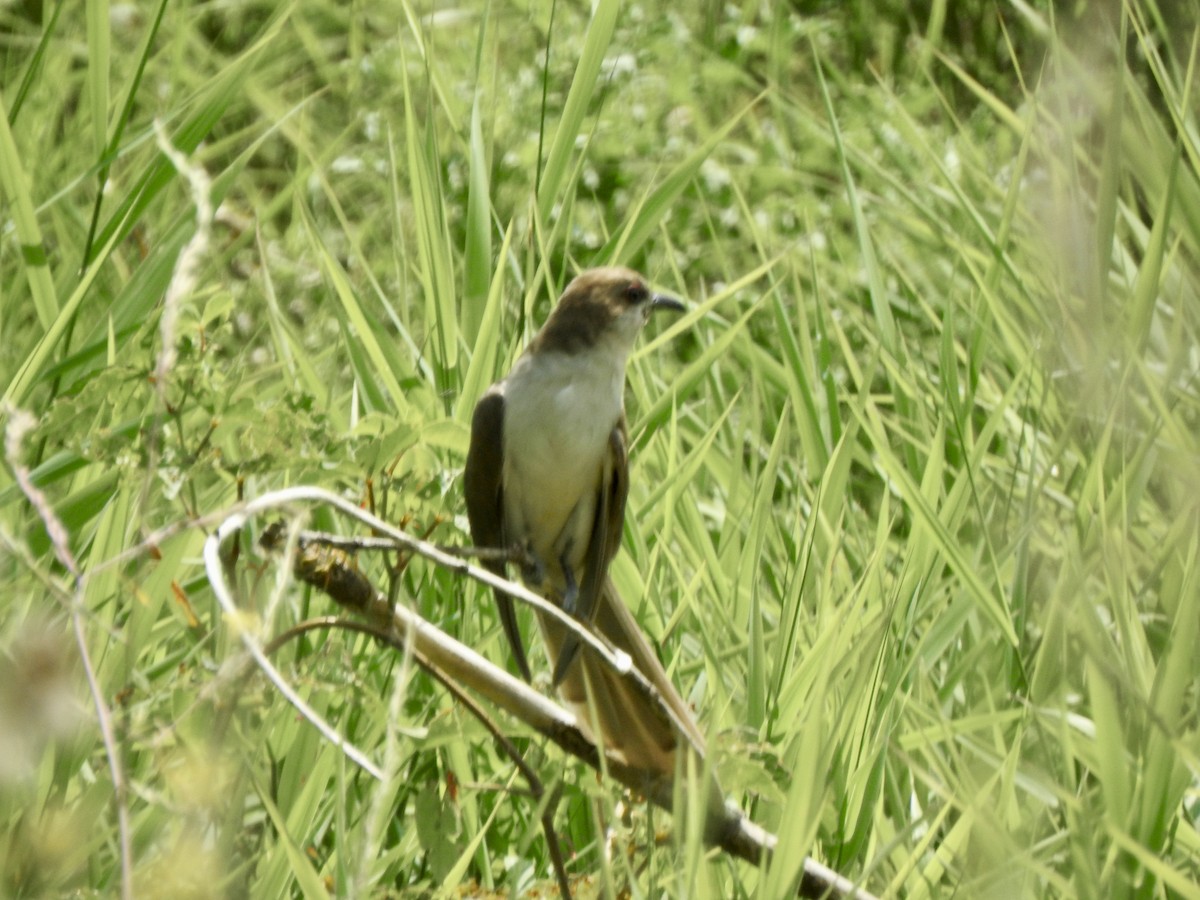 Black-billed Cuckoo - ML622096808