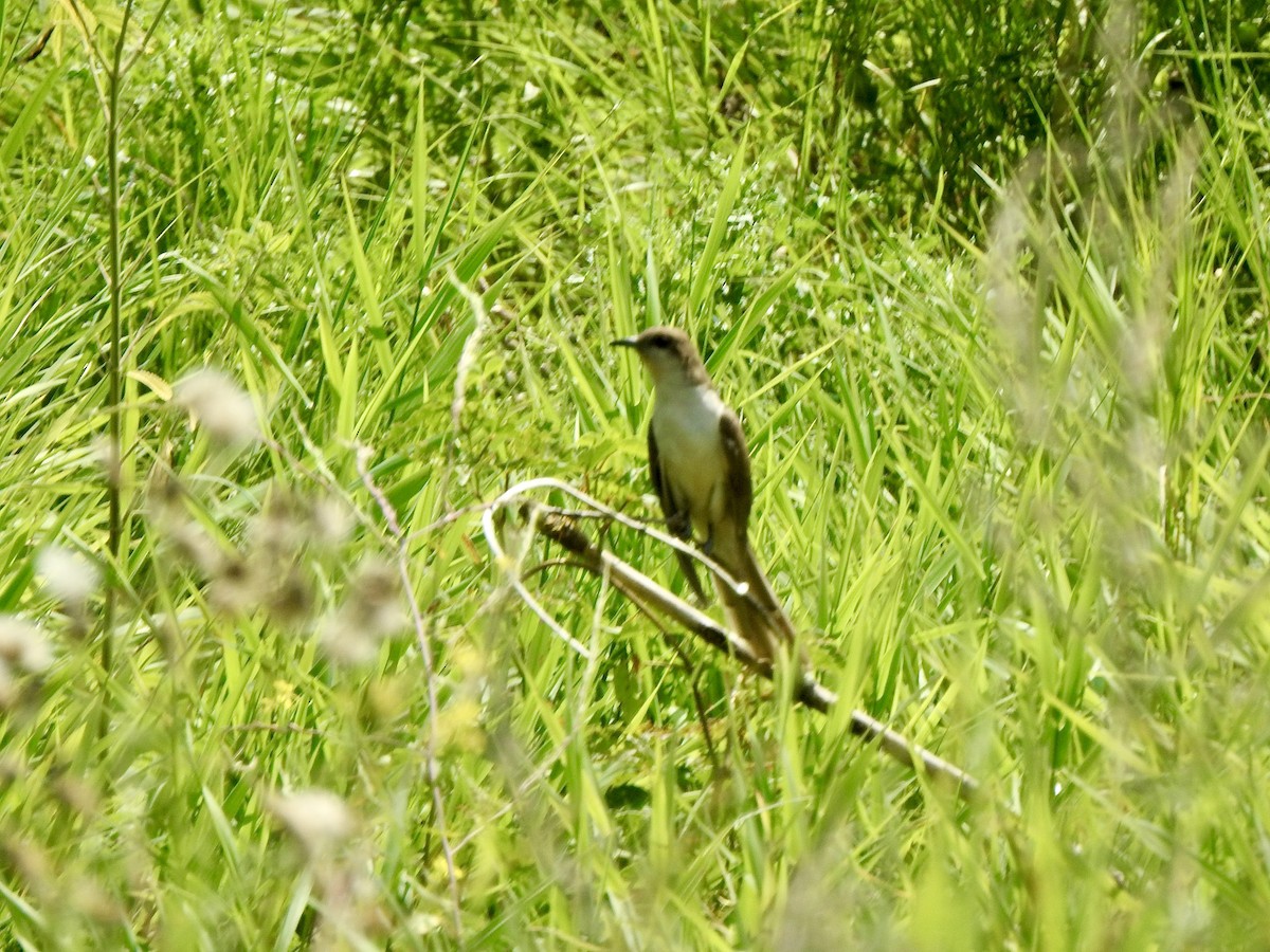 Black-billed Cuckoo - ML622096809