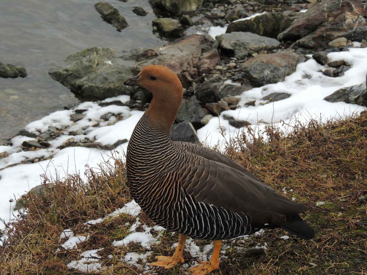 Upland Goose - ML622096821