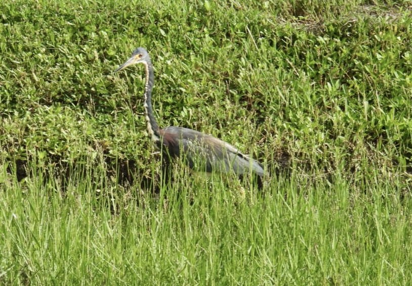 Tricolored Heron - ML622096826