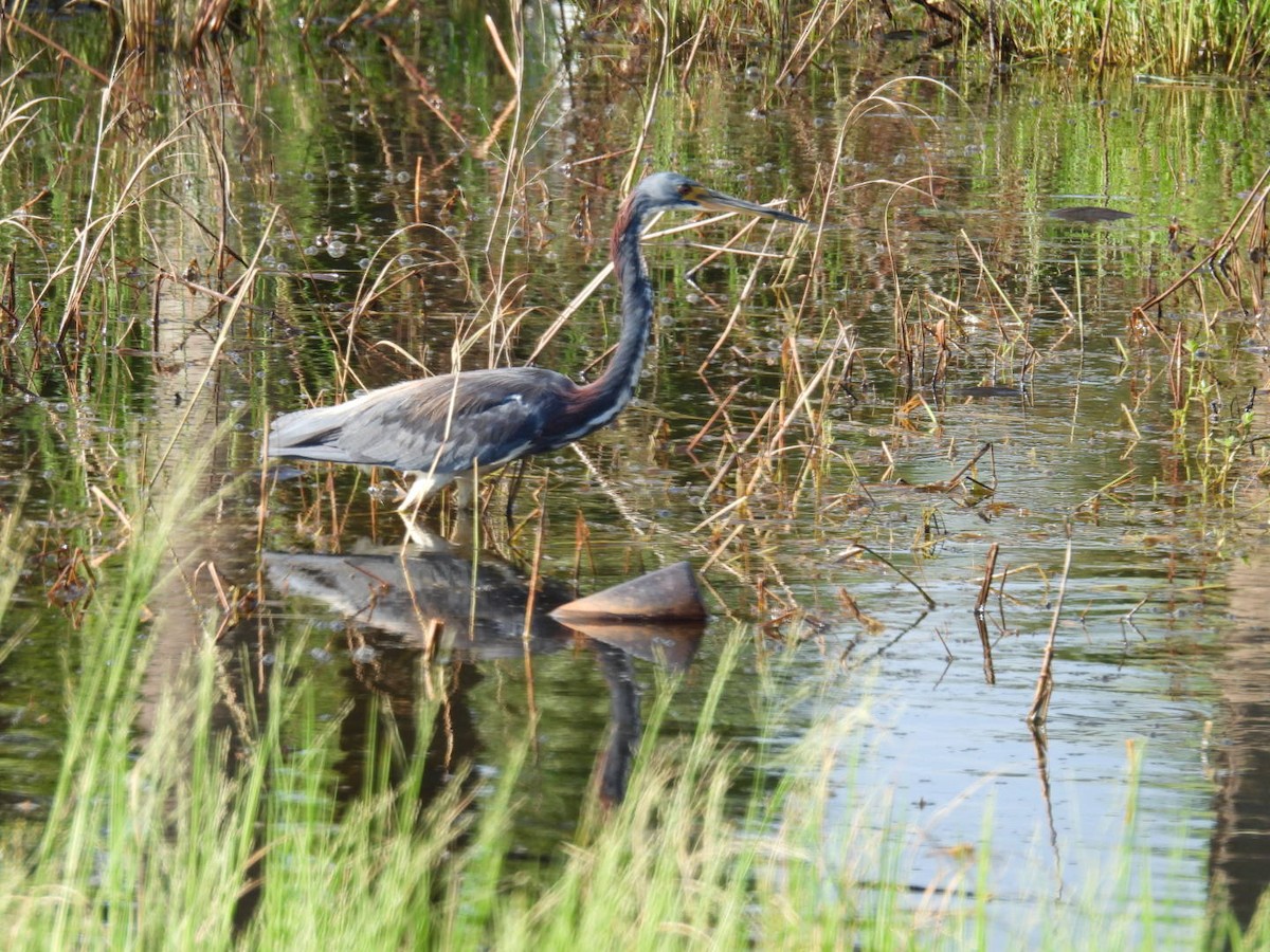 Tricolored Heron - ML622096827