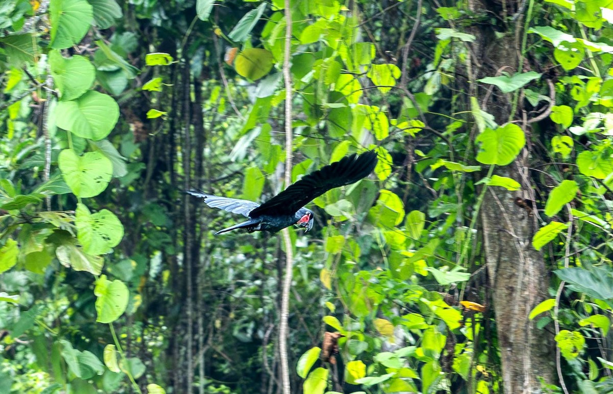 Palm Cockatoo - ML622096836