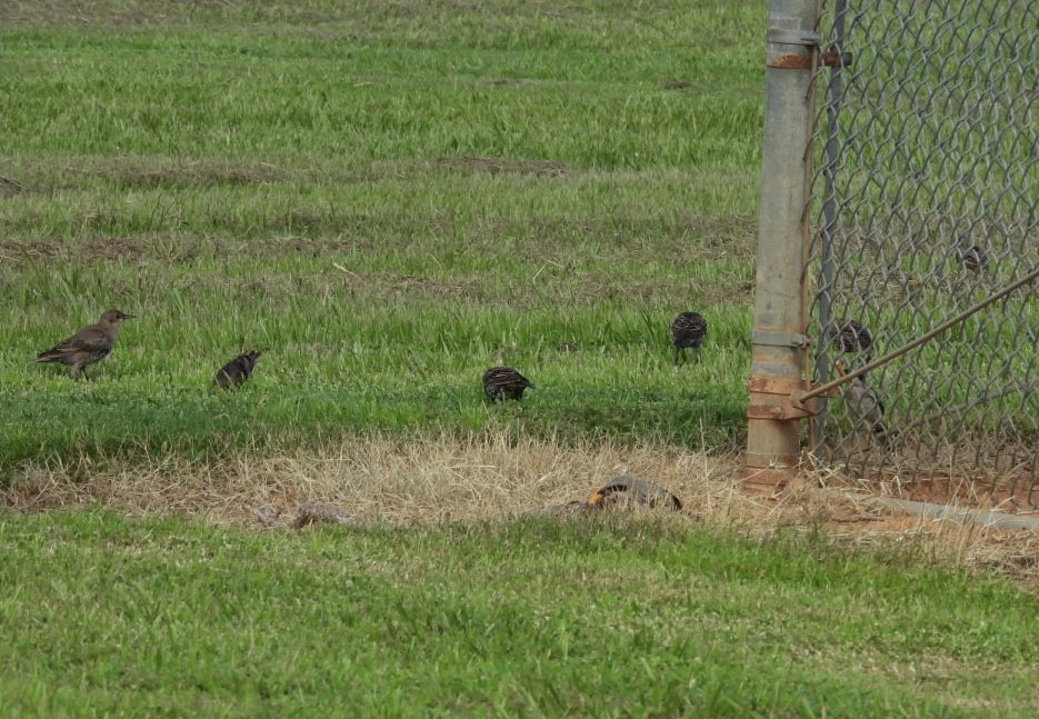 European Starling - ML622096845