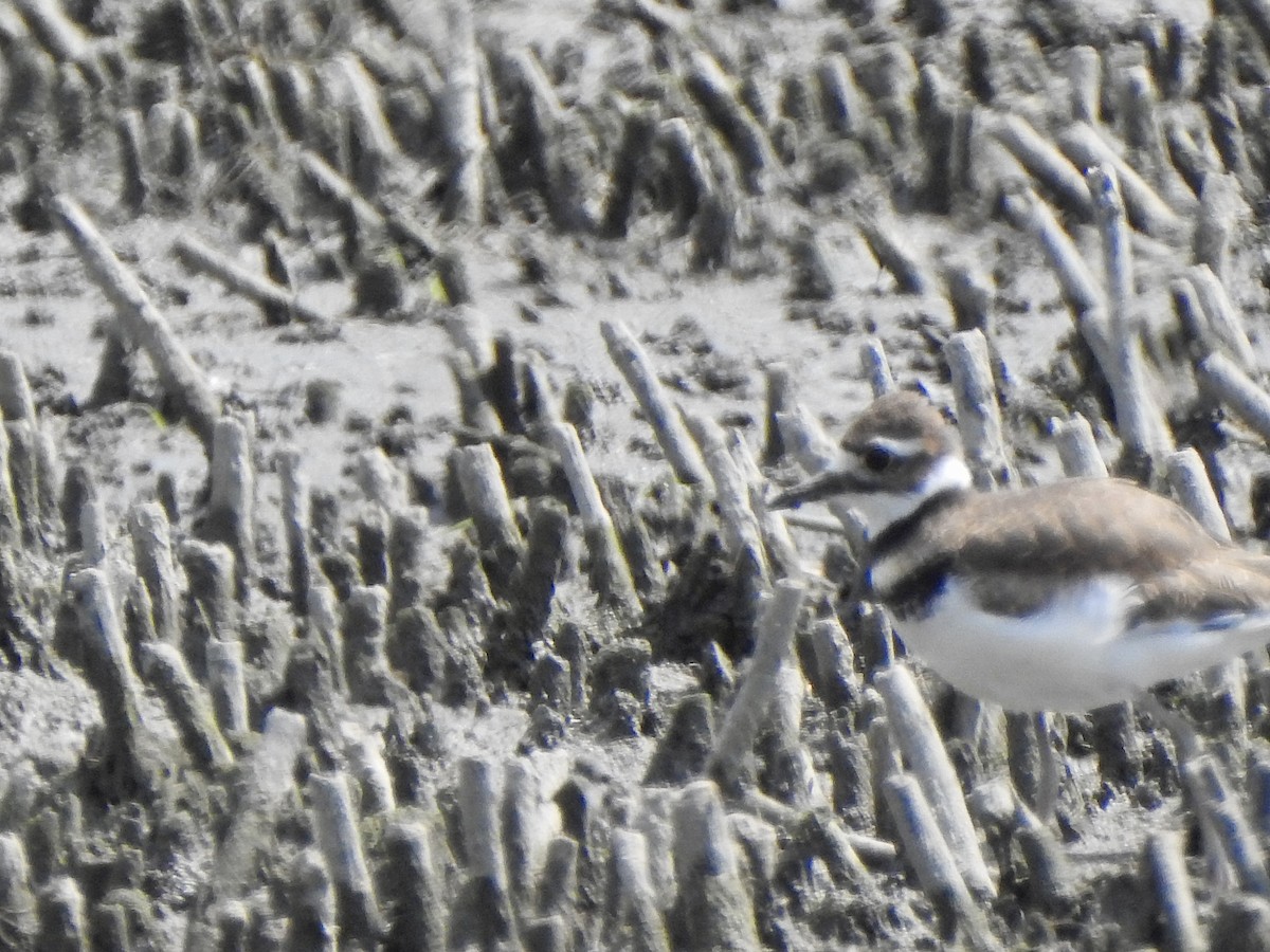 Killdeer - ML622096846