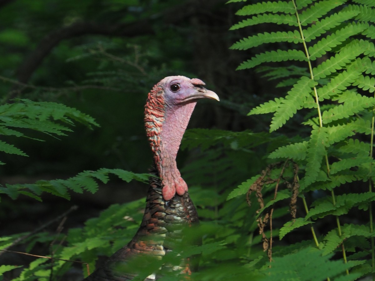 Wild Turkey - ML622096850