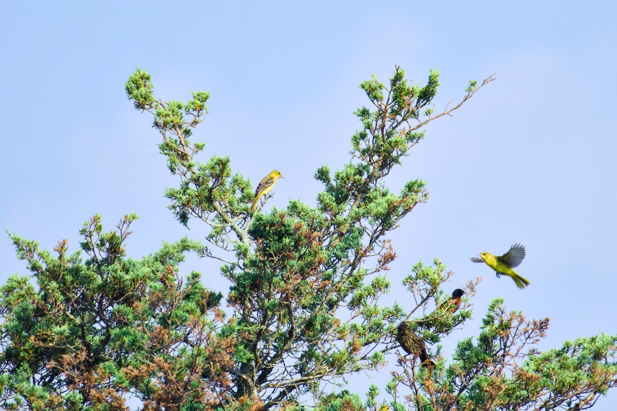 Orchard Oriole - ML622096851