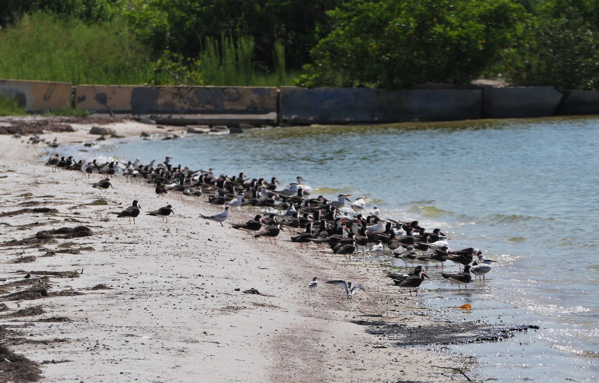 Black Skimmer - ML622096852