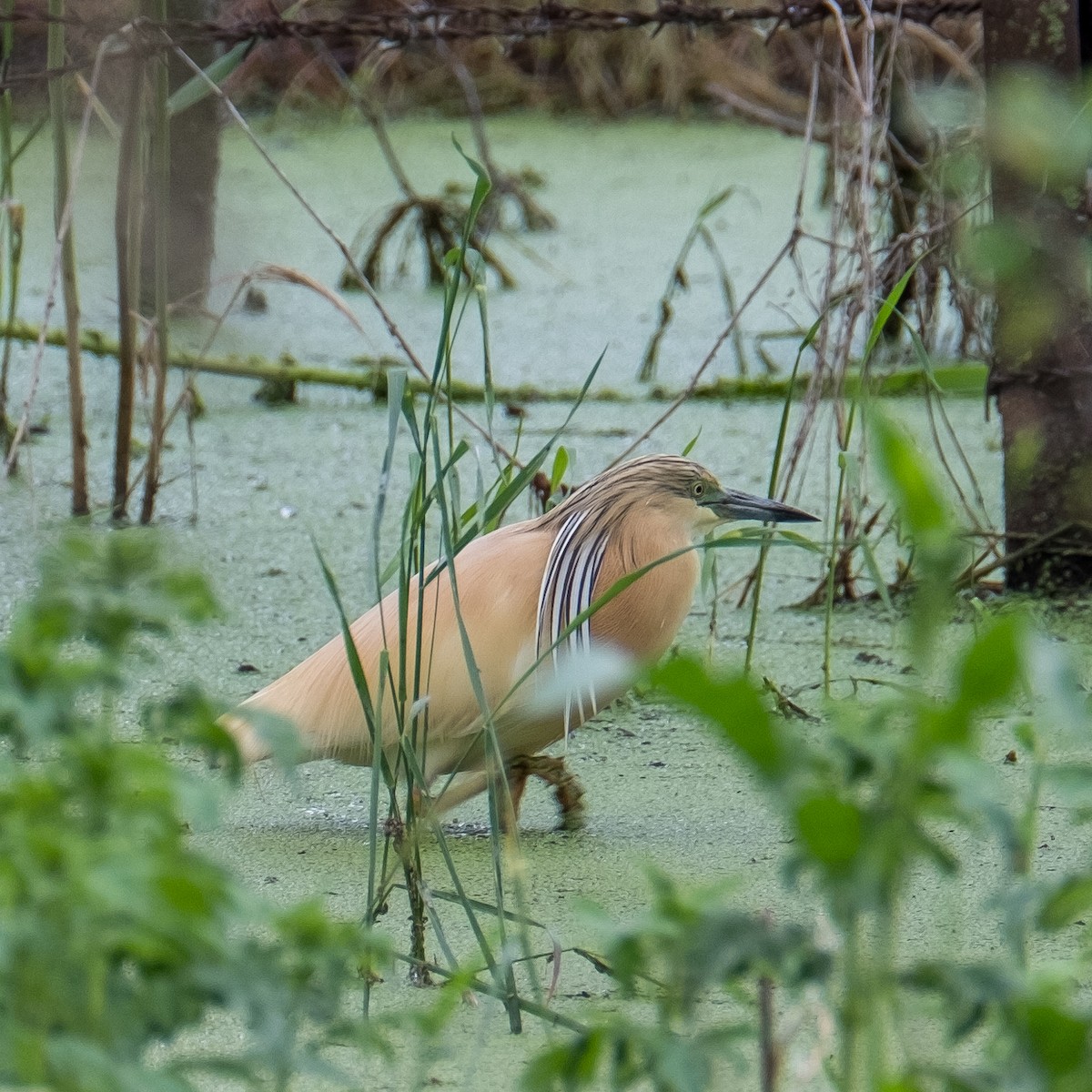 Squacco Heron - ML622096853