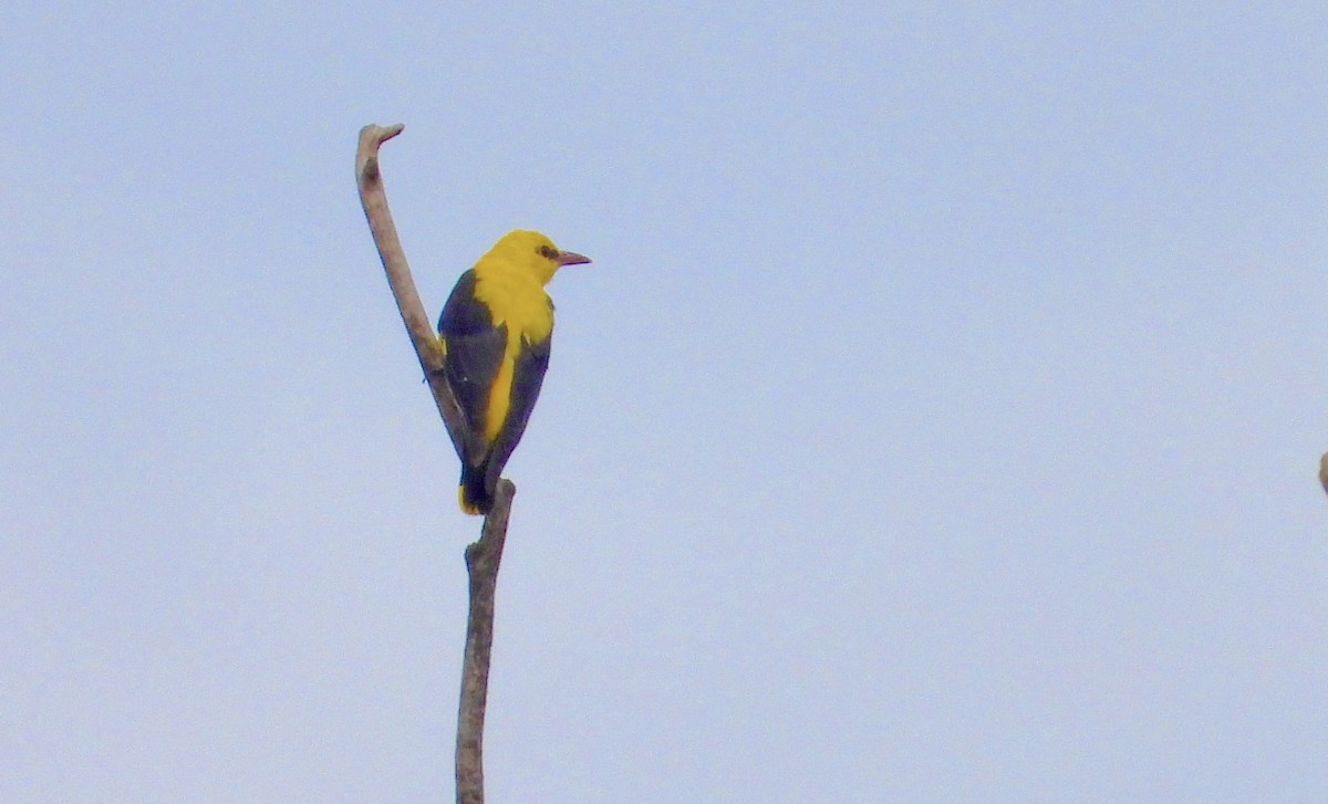 Eurasian Golden Oriole - ML622096854