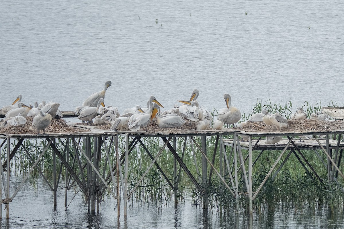 Dalmatian Pelican - ML622096855