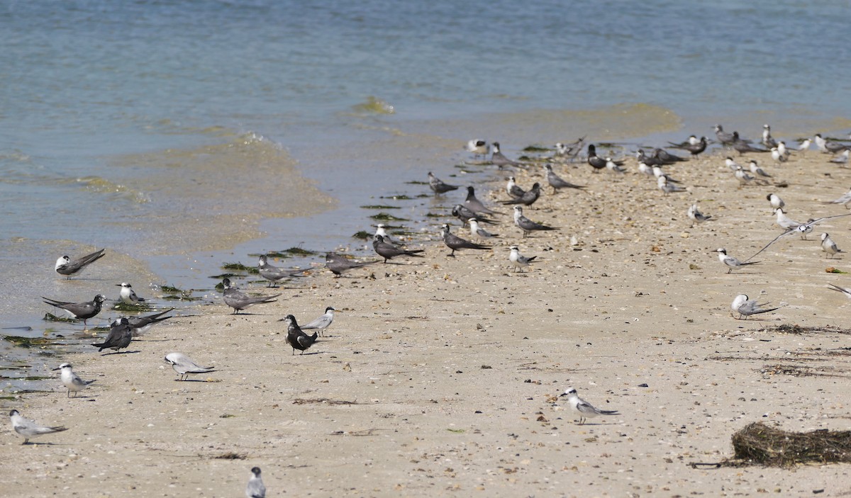 Least Tern - ML622096856