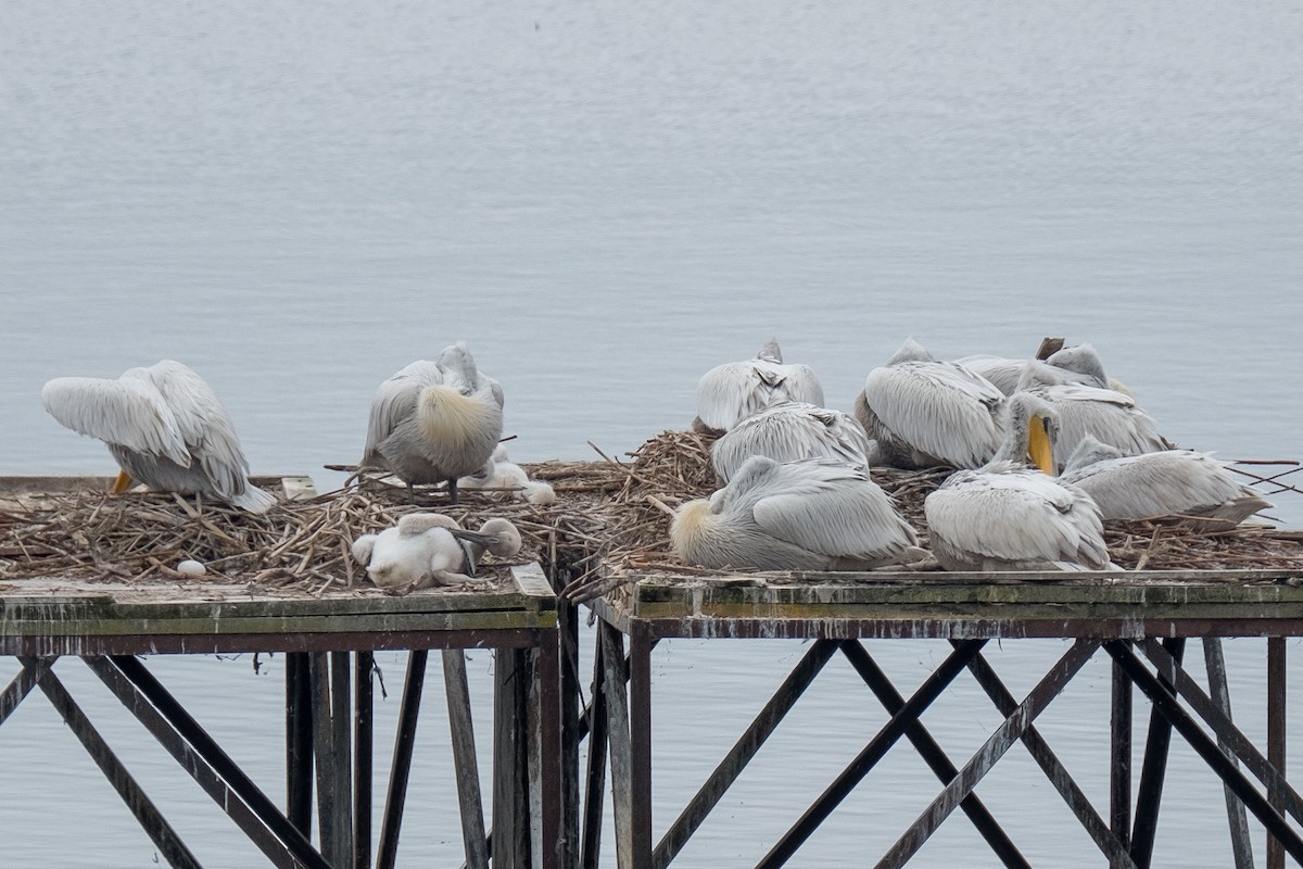 Dalmatian Pelican - ML622096857