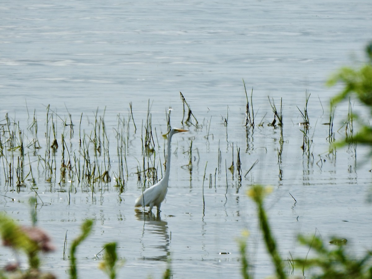 Great Egret - ML622096860