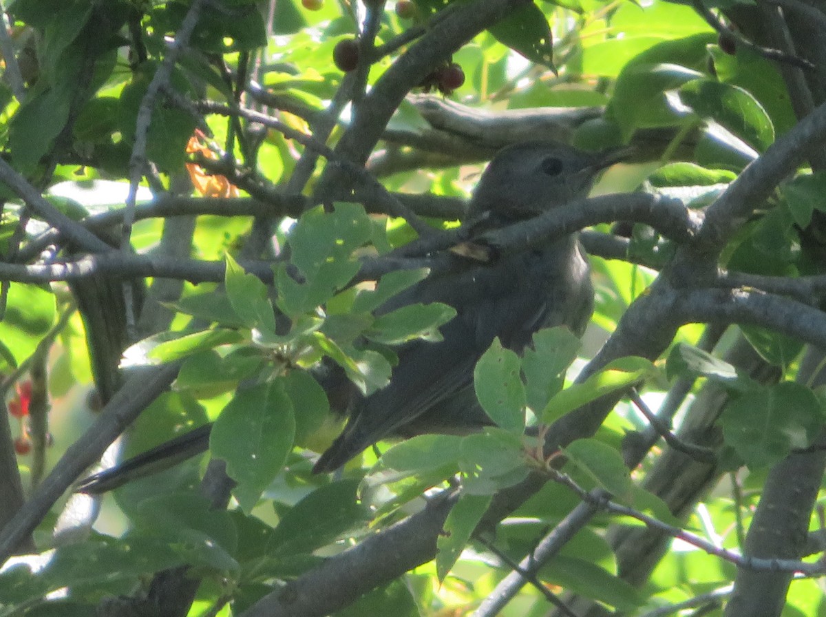 Gray Catbird - ML622096861