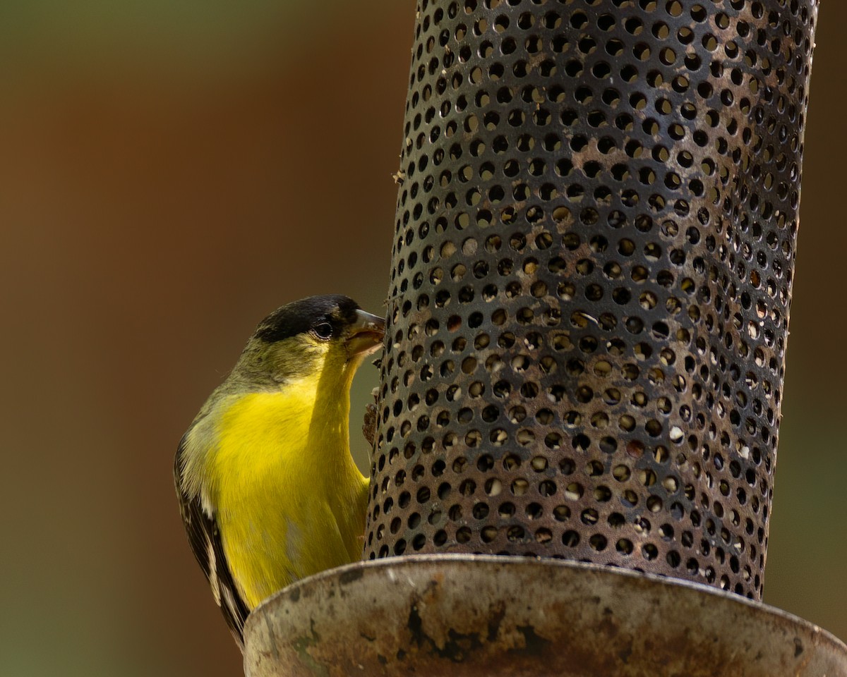 Lesser Goldfinch - Linda Cunico