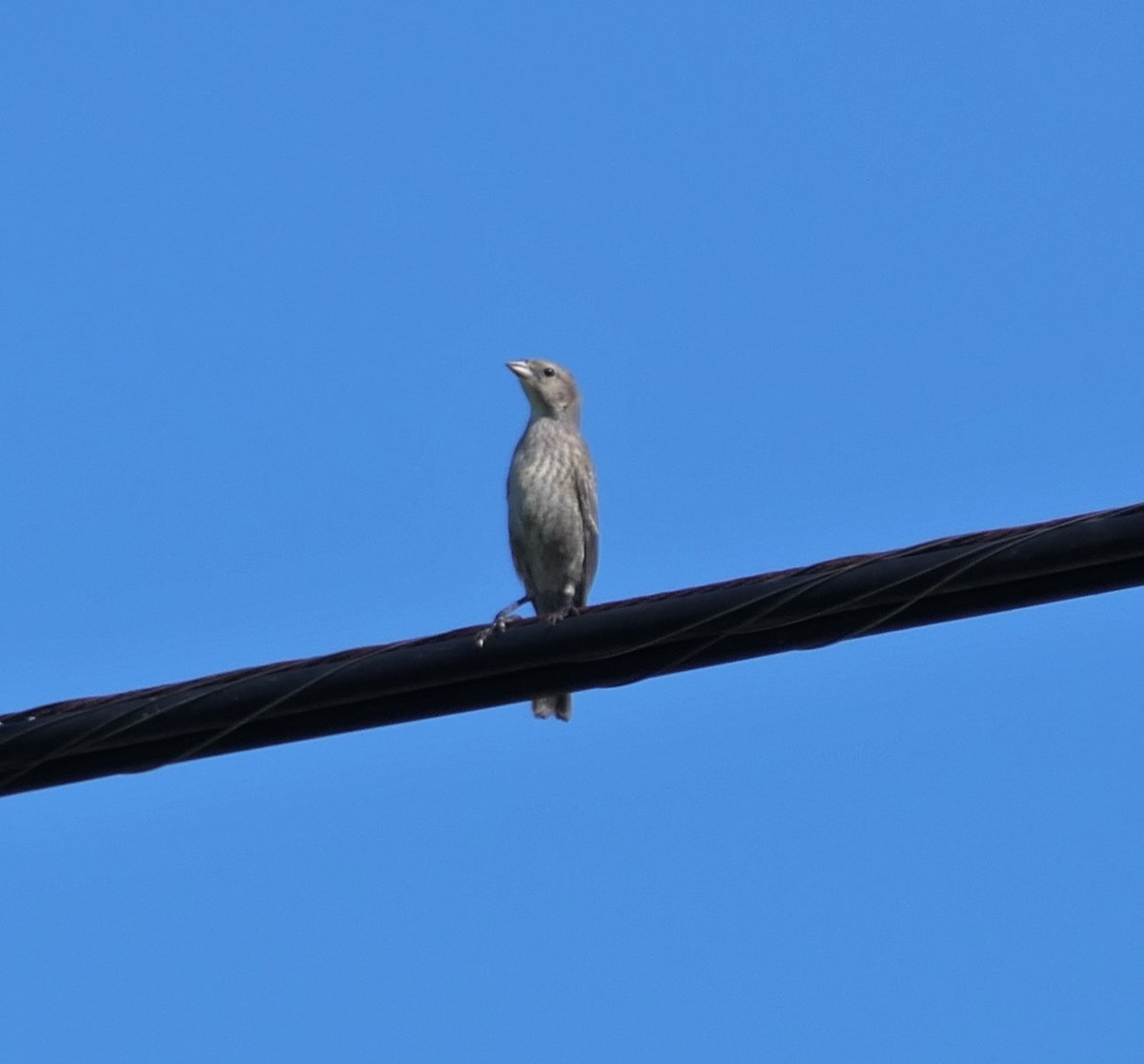 Brown-headed Cowbird - ML622096866