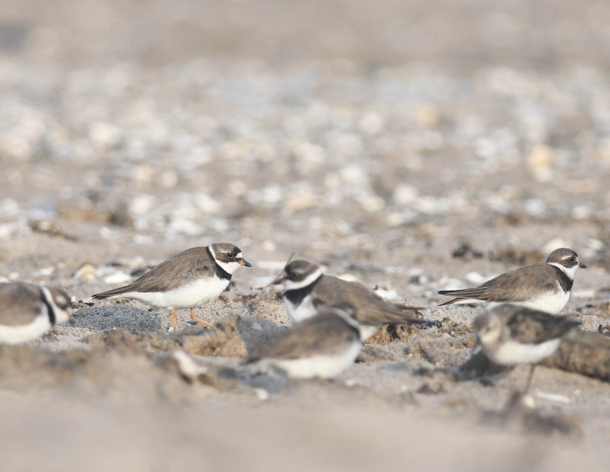 Semipalmated Plover - ML622096874