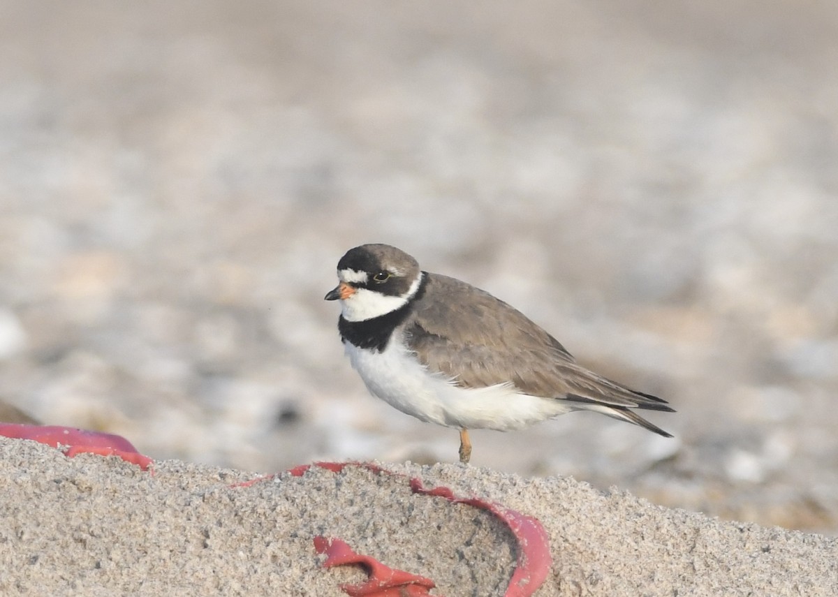 Semipalmated Plover - ML622096875