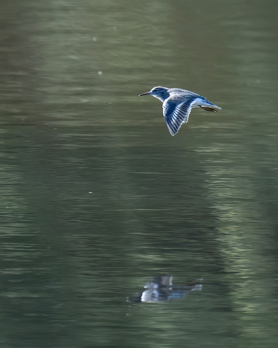 Spotted Sandpiper - ML622096888