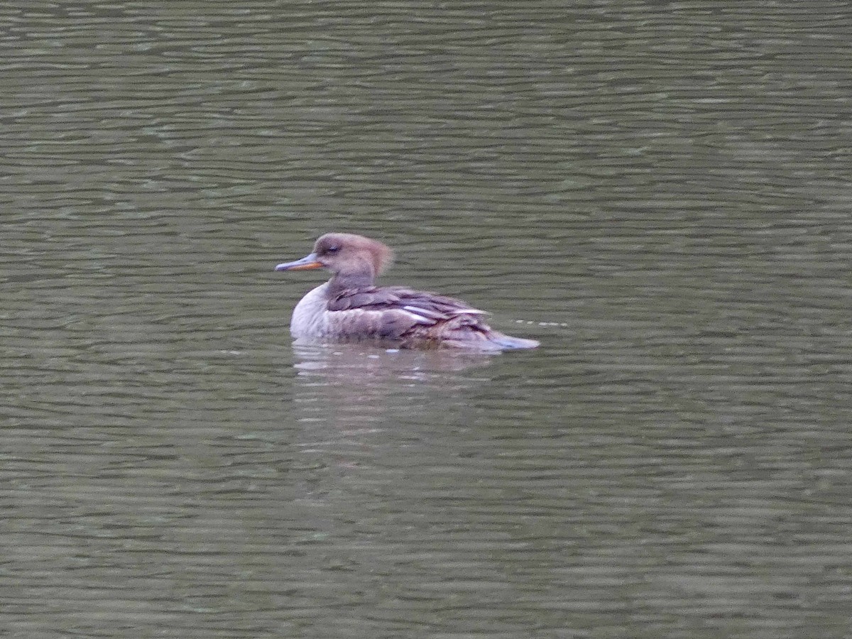 Hooded Merganser - bill franz