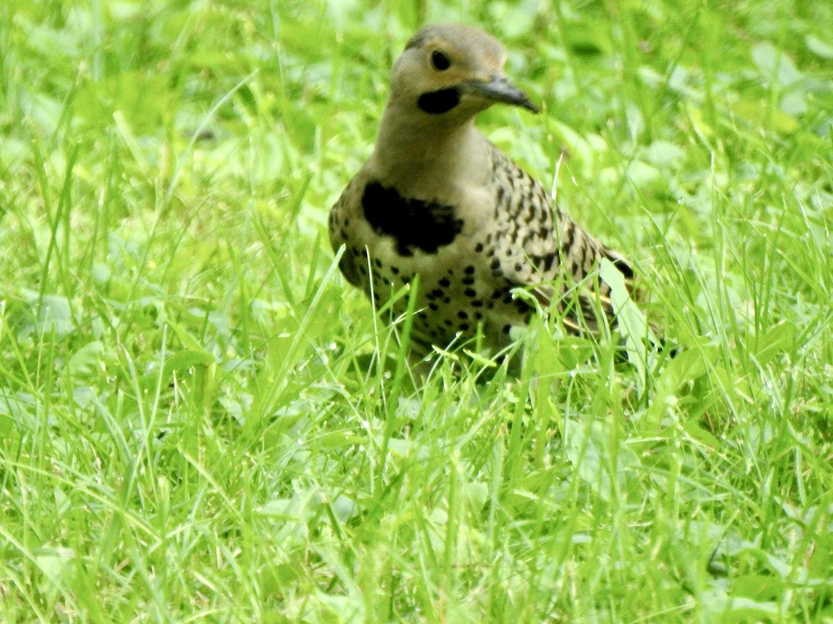 Northern Flicker - ML622096891