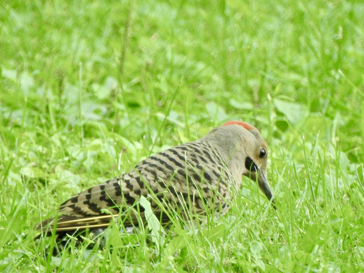 Northern Flicker - ML622096892