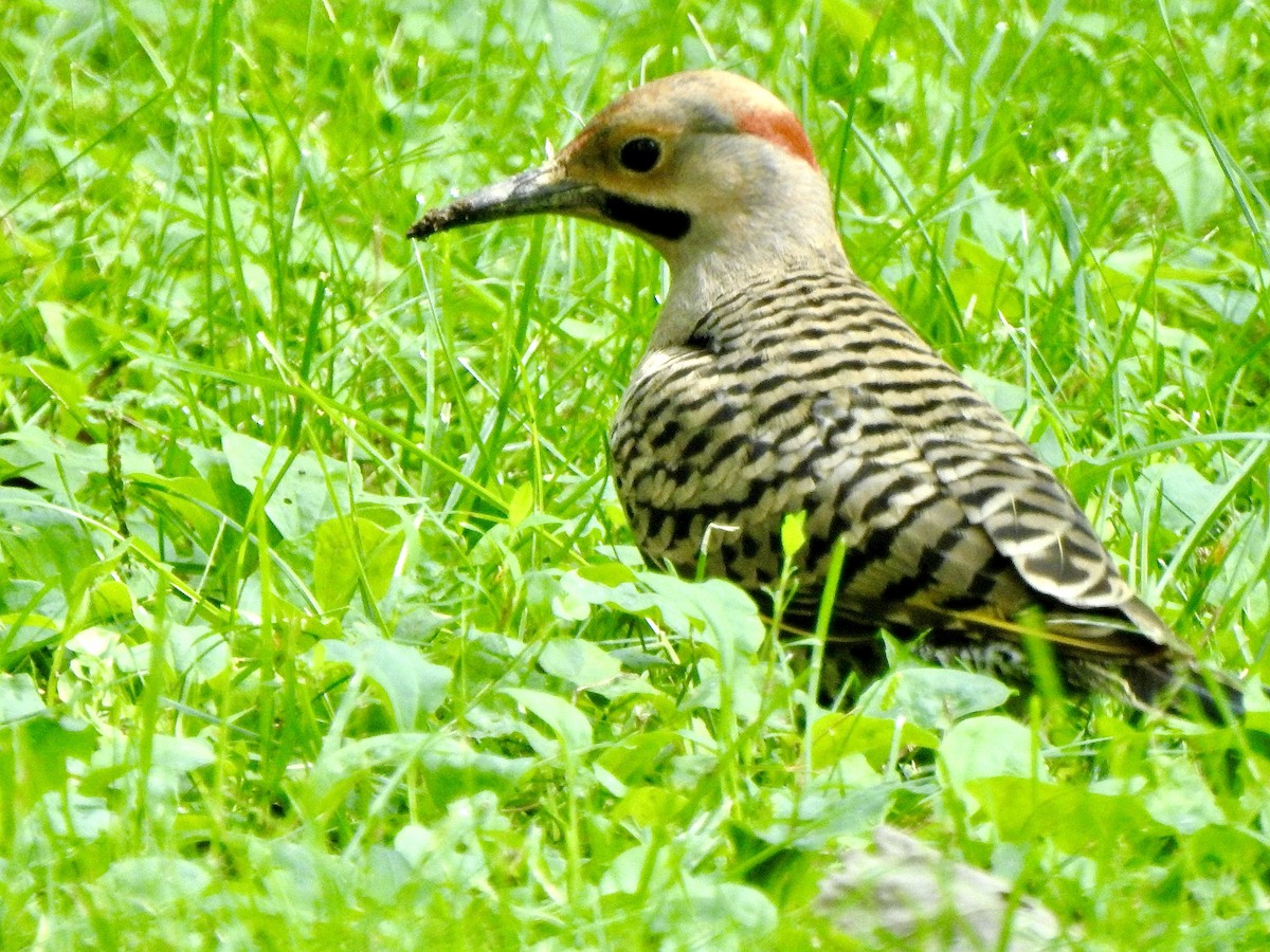 Northern Flicker - ML622096893