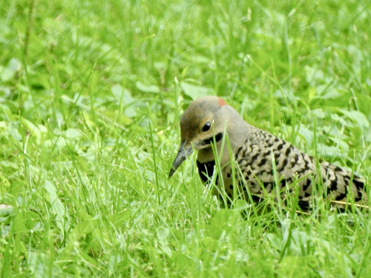 Northern Flicker - ML622096894