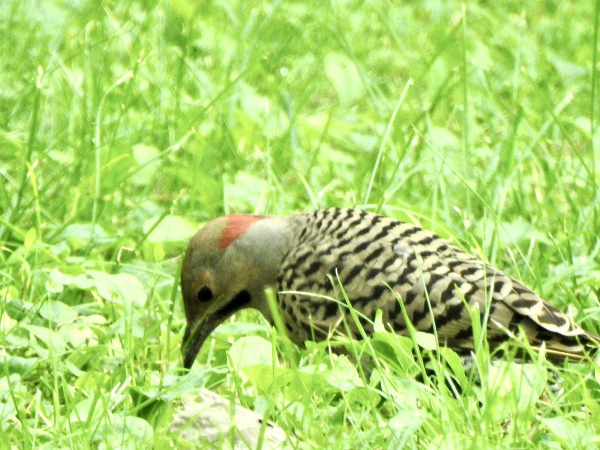 Northern Flicker - ML622096895