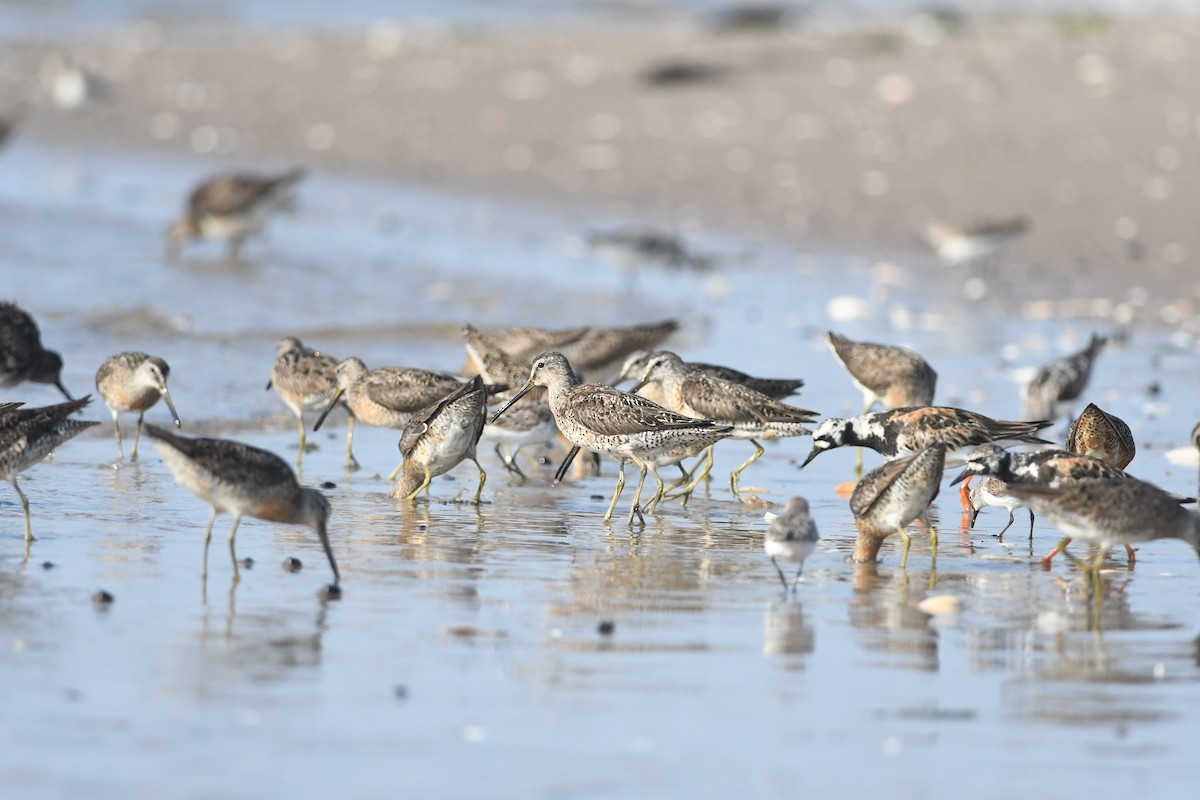 Short-billed Dowitcher - ML622096896