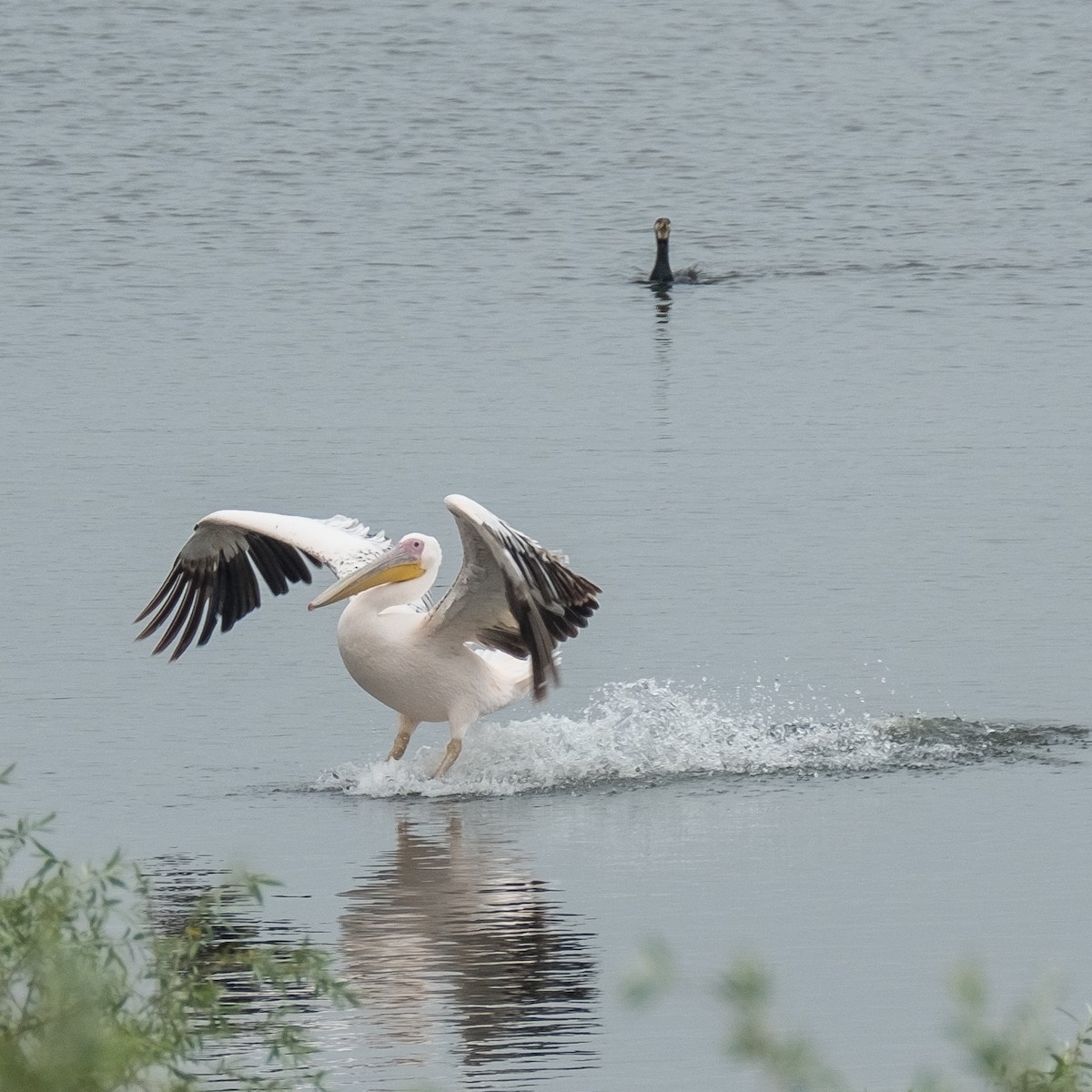 Great White Pelican - ML622096901