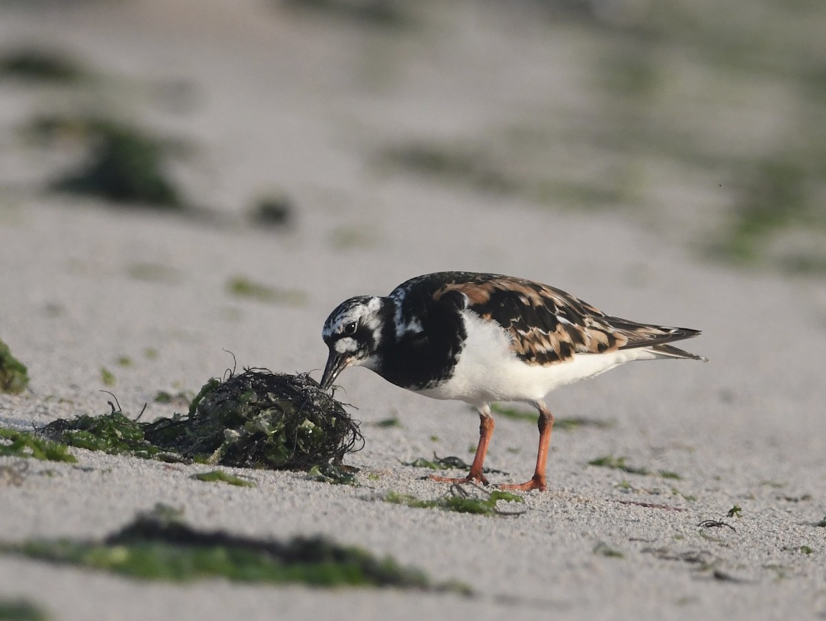 Ruddy Turnstone - Peter Paul