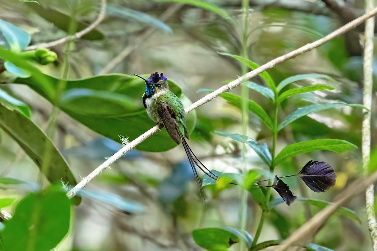 Marvelous Spatuletail - ML622096925